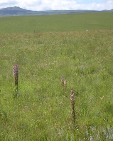 Disa cooperi flowering in summer grass